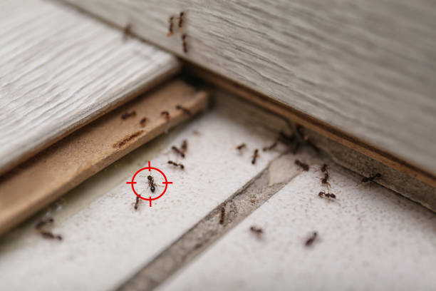Best Pest Prevention Services  in Cologne, MN