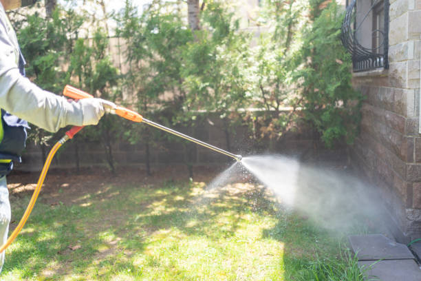 Best Wasp Removal Services  in Cologne, MN
