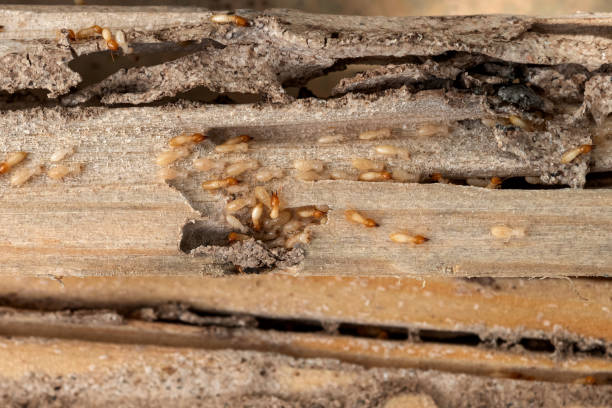 Best Emergency Pest Control  in Cologne, MN