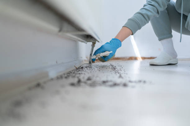 Flea Control Services in Cologne, MN